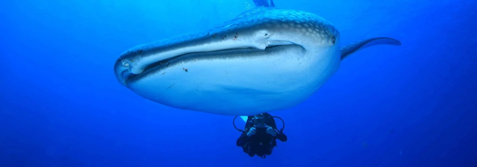Above and Below the Surface: Yachts Designed for Diving